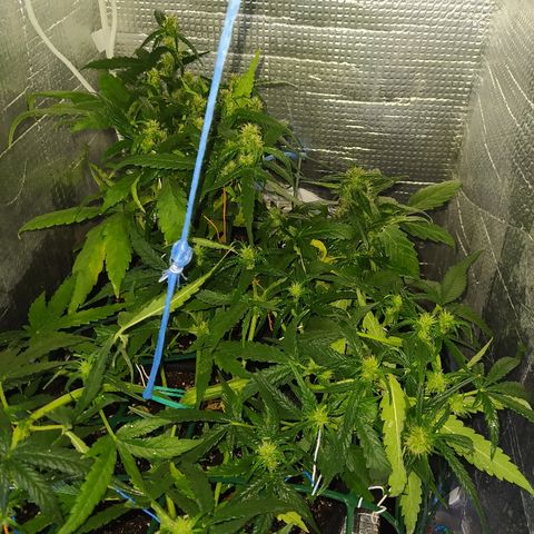 White Diesel growlog timeline photo