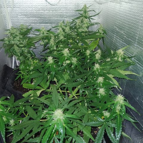 White Diesel growlog timeline photo