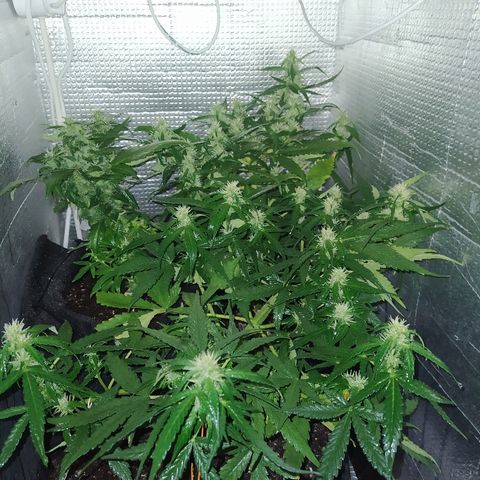 White Diesel growlog timeline photo