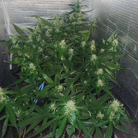 White Diesel growlog timeline photo