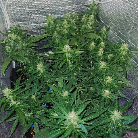 White Diesel growlog timeline photo