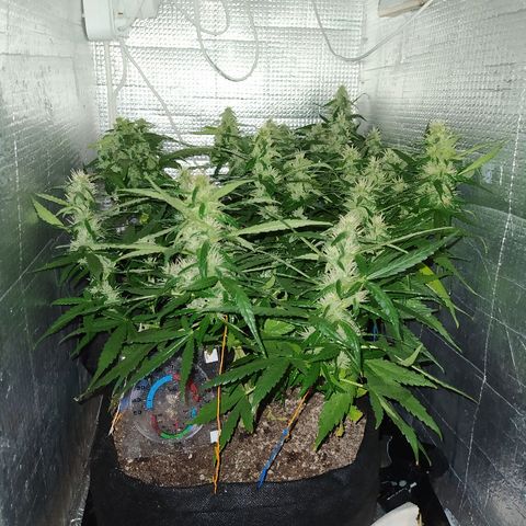 White Diesel growlog timeline photo