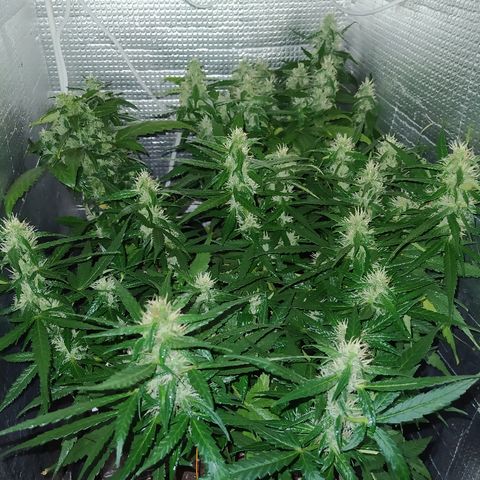 White Diesel growlog timeline photo