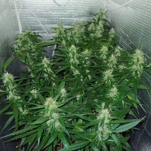 White Diesel growlog timeline photo