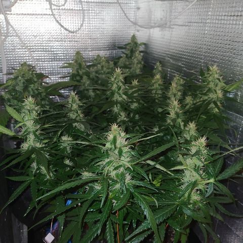 White Diesel growlog timeline photo