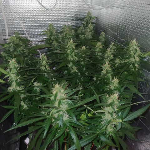 White Diesel growlog timeline photo
