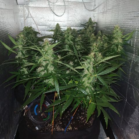 White Diesel growlog timeline photo