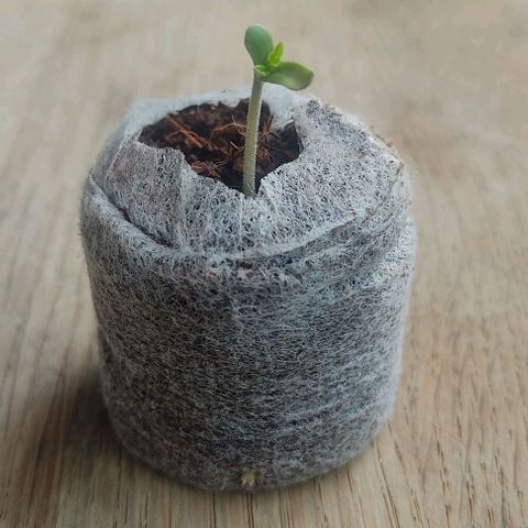Bruce Banner #3 growlog timeline photo