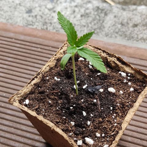 Bruce Banner #3 growlog timeline photo