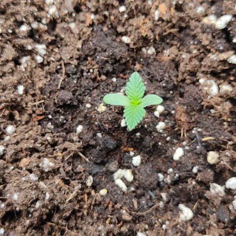 Gorilla Glue Auto growlog timeline photo