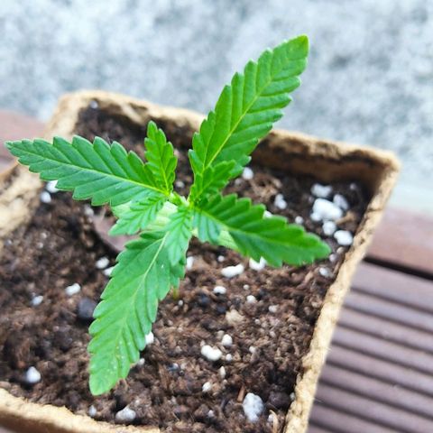 Bruce Banner #3 growlog timeline photo