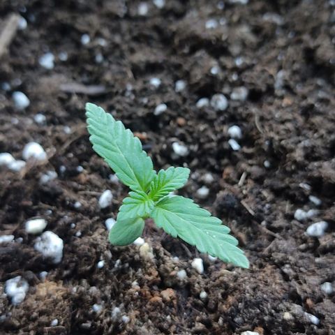 Gorilla Glue Auto growlog timeline photo