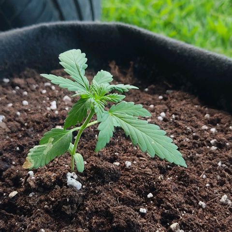 Gorilla Glue Auto growlog timeline photo