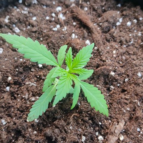 Gorilla Glue Auto growlog timeline photo