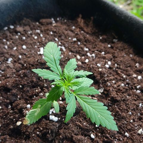 Gorilla Glue Auto growlog timeline photo