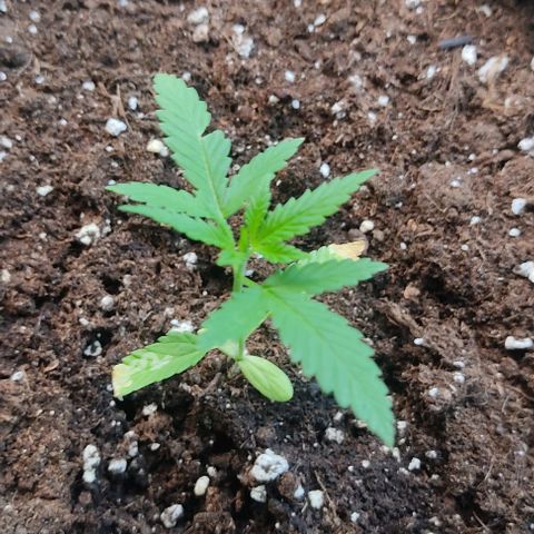 Bruce Banner #3 growlog timeline photo