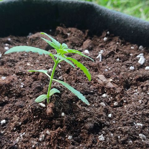 Gorilla Glue Auto growlog timeline photo
