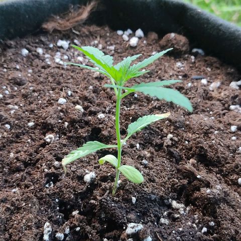 Bruce Banner #3 growlog timeline photo