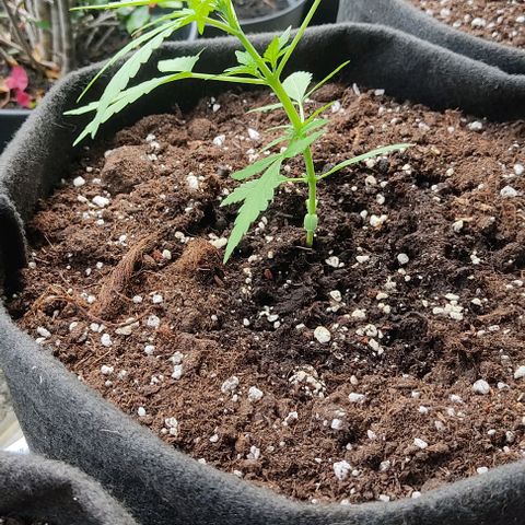 Gorilla Glue Auto growlog timeline photo