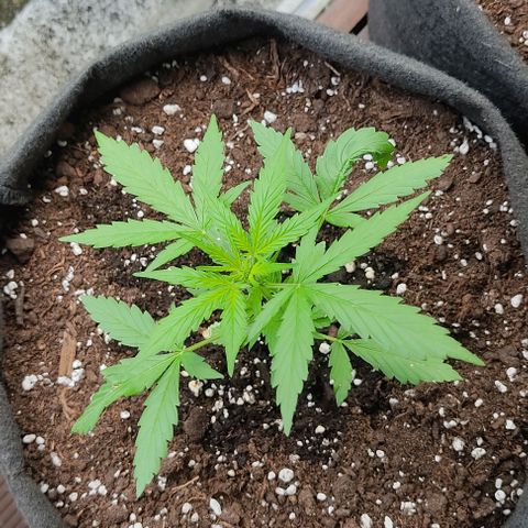 Gorilla Glue Auto growlog timeline photo