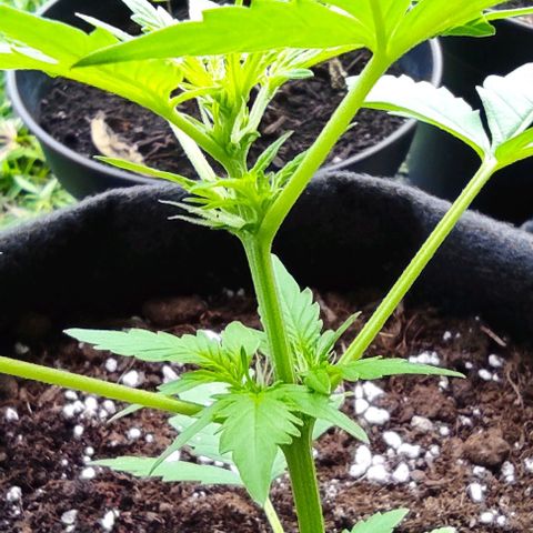 Gorilla Glue Auto growlog timeline photo