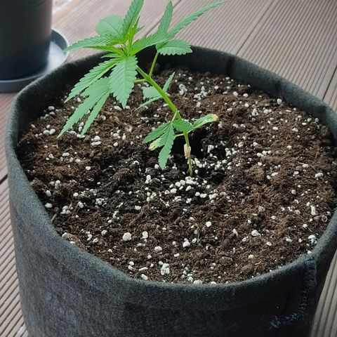 Bruce Banner #3 growlog timeline photo