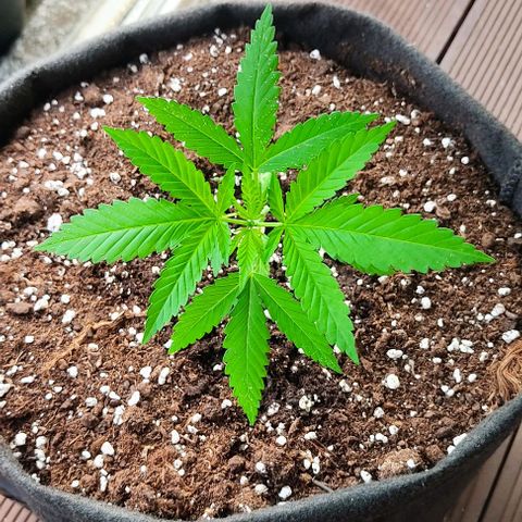 Bruce Banner #3 growlog timeline photo