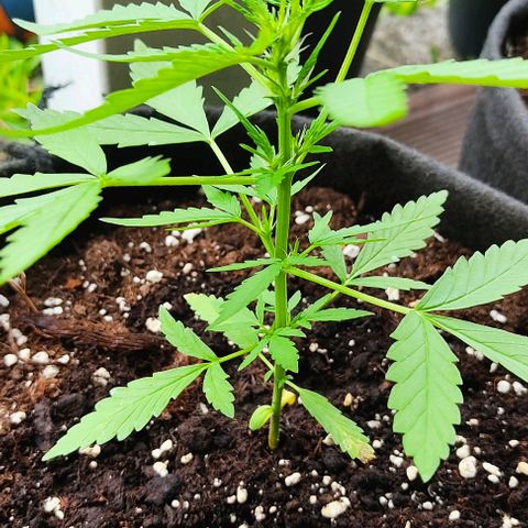 Gorilla Glue Auto growlog timeline photo