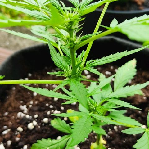 Gorilla Glue Auto growlog timeline photo