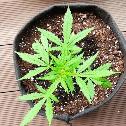 Gorilla Glue Auto growlog timeline photo