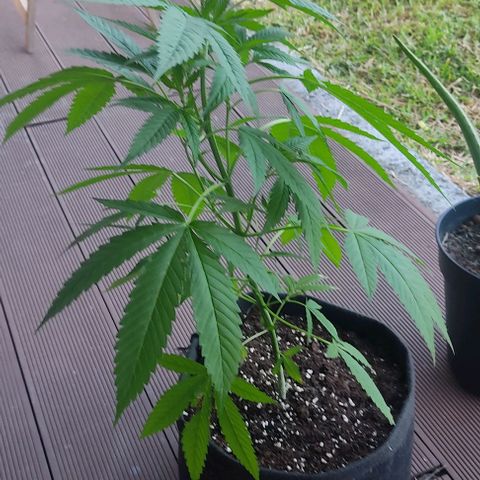 Bruce Banner #3 growlog timeline photo
