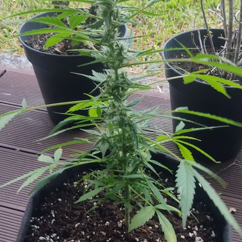 Gorilla Glue Auto growlog timeline photo