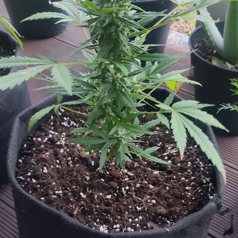 Gorilla Glue Auto growlog timeline photo