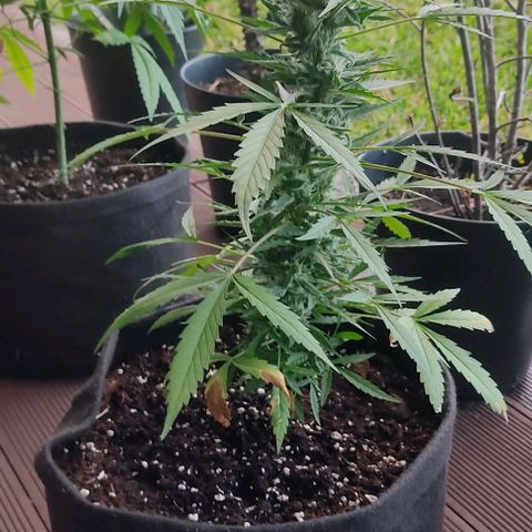 Gorilla Glue Auto growlog timeline photo