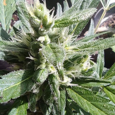 Gorilla Glue Auto growlog timeline photo