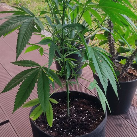 Bruce Banner #3 growlog timeline photo