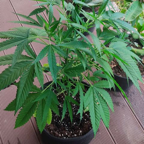 Bruce Banner #3 growlog timeline photo