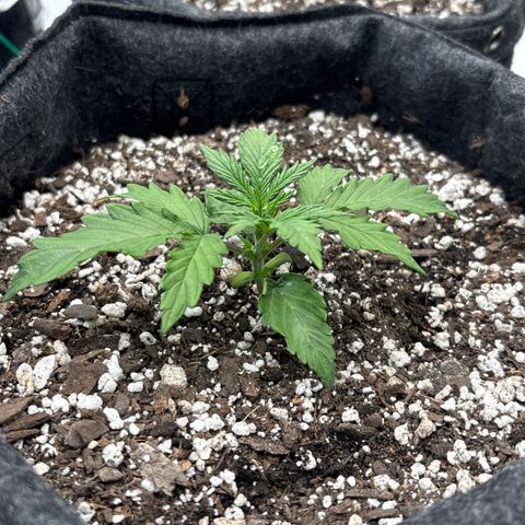 Blackberry auto  #1 growlog timeline photo