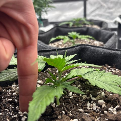 Blackberry auto  #2 growlog photo: Largest of the three, flat, wide, broad leafed 
