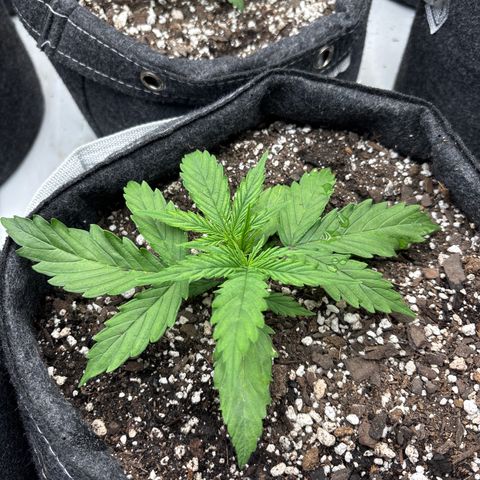 Blackberry auto  #2 growlog photo: Largest of the three, flat, wide, broad leafed 