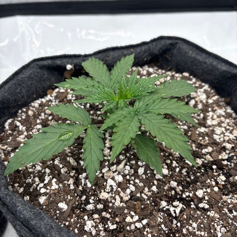 Blackberry auto  #3 growlog photo: Medium sized, came out curvy 