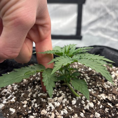 Blackberry auto  #3 growlog photo: Medium sized, came out curvy 