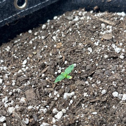 Blackberry Auto #4  growlog photo: Lil guy had a hard time getting out his shell, but at least he popped can’t say the same for the other 3