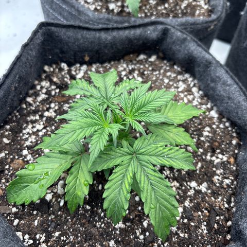 Blackberry auto  #1 growlog photo: Slight magnesium and slight nitrogen deficiency spotted treated with fertilizer 