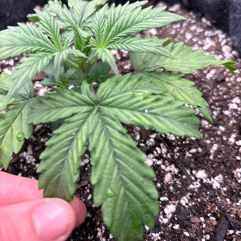 Blackberry auto  #1 growlog photo: Slight magnesium and slight nitrogen deficiency spotted treated with fertilizer 