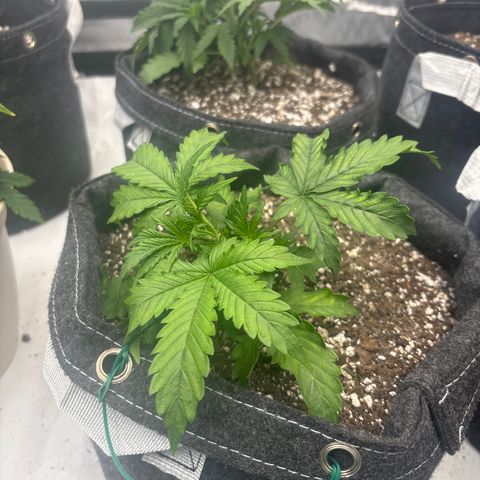 Blackberry auto  #1 growlog timeline photo