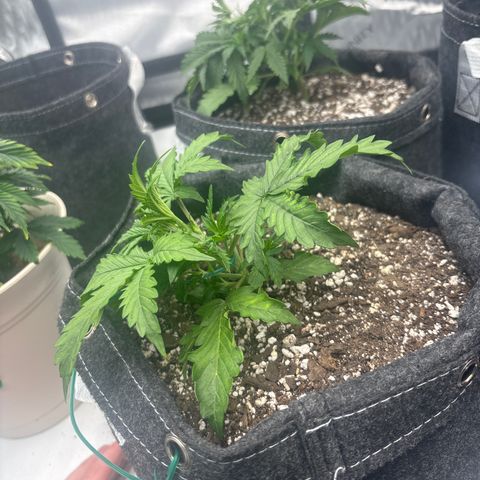 Blackberry auto  #1 growlog timeline photo