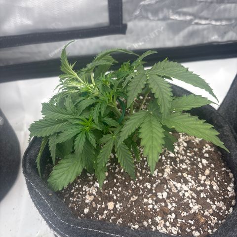 Blackberry auto  #3 growlog timeline photo