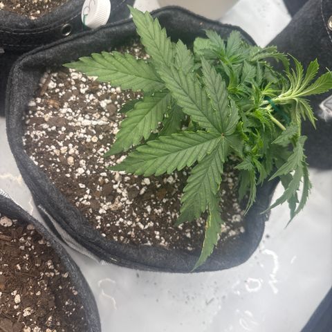 Blackberry auto  #3 growlog timeline photo