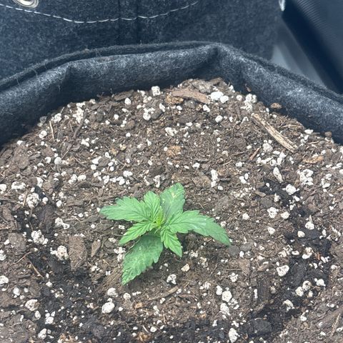 Blackberry Auto #4  growlog timeline photo
